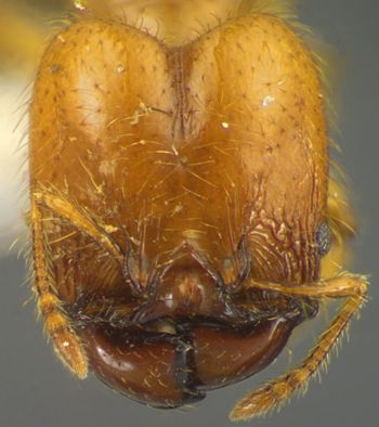 Media type: image;   Entomology 35156 Aspect: head frontal view